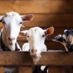 Kambing Betina untuk Kurban