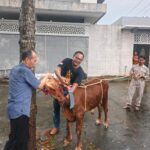 Dari Teori ke Praktik, Lazawa Darul Hikam Hadirkan Sapi untuk Simulasi Penyembelihan Syar’i